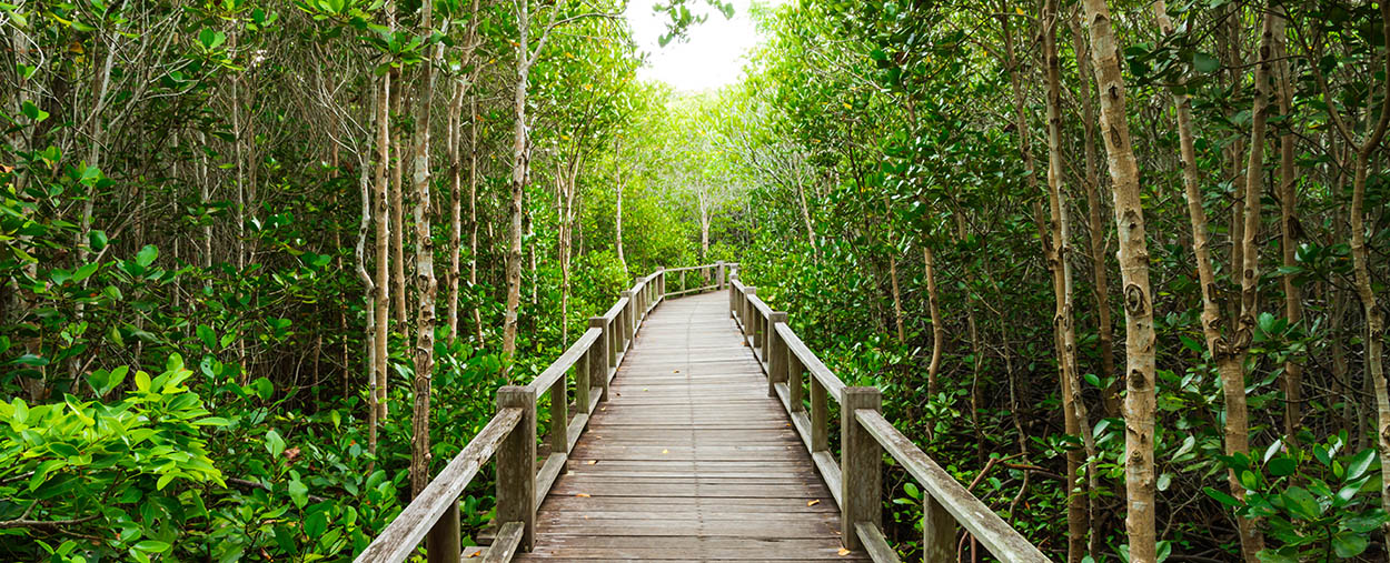 mangrove stock photo